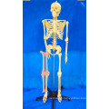 168 Cm Human Skeleton Bone Plastic Model for Medical Demonstration (R020103A)